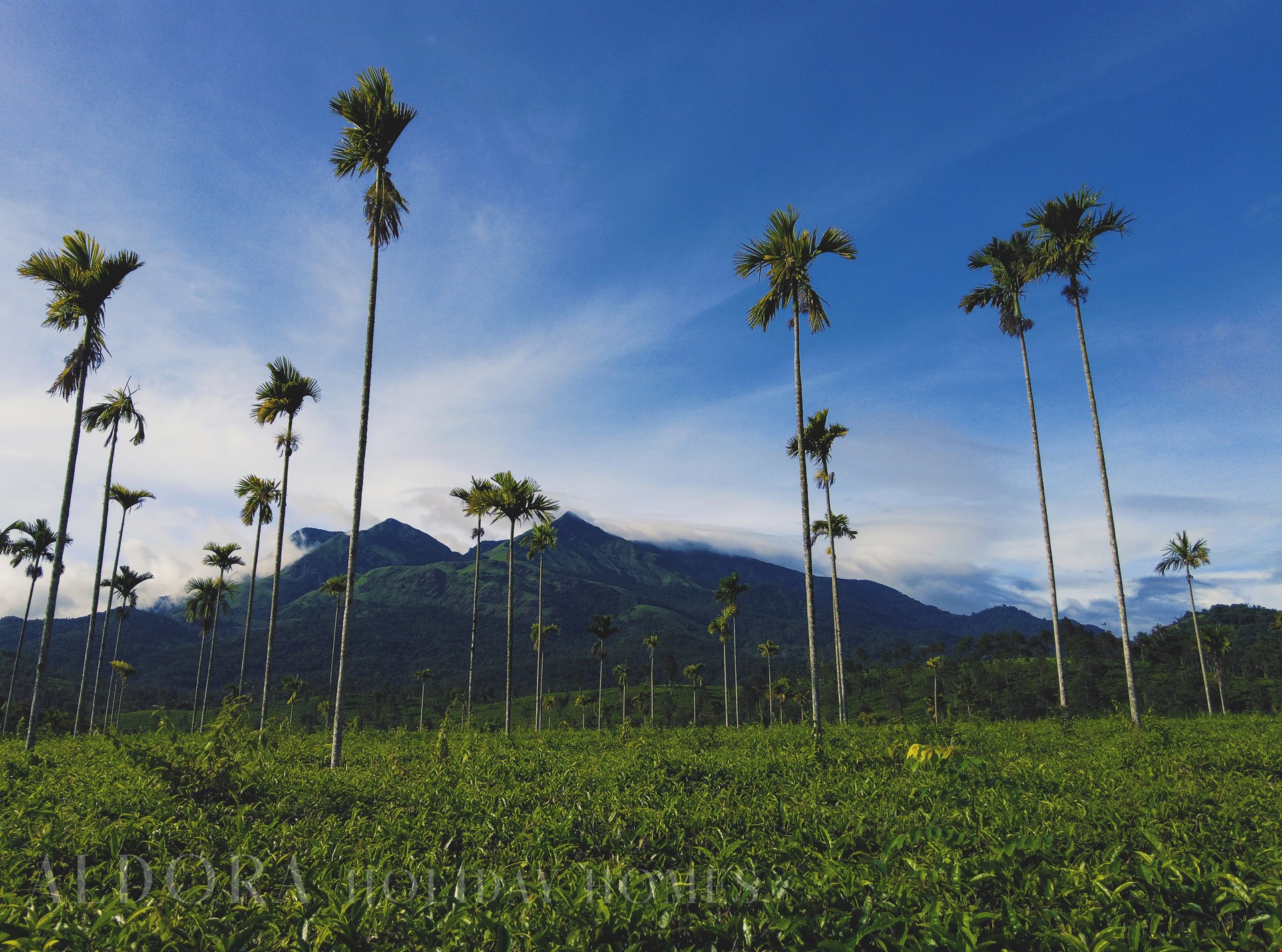 Hotel Chundale India nomad remote c7080c50-a858-4727-9860-254fe119d065_Aldora16chermbra.jpg